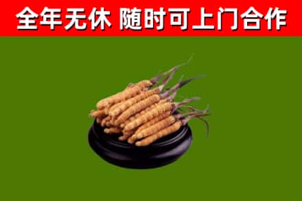 包头烟酒回收冬虫夏草.jpg
